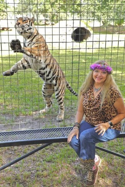 Carole Baskin Slams Cardi B & Megan Thee Stallion For Using Pet Tigers In 'WAP' Video