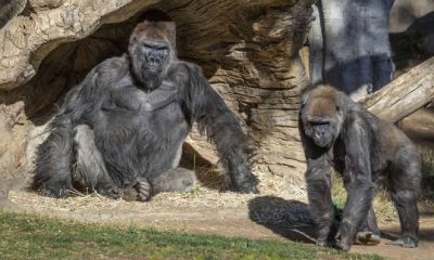 Zoo Atlanta Reveals 13 Gorillas Tested Positive For COVID-19