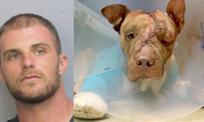 Man Accused Of Stabbing Puppy Pit Bull Over 50 Times Will Serve 10 Years