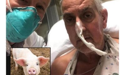 For The First Time, Doctors Transplanted A Pig Heart Into A Patient In USA