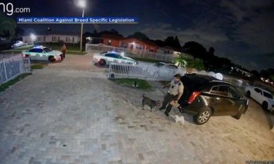 Florida Police Officer Under Investigation For Shooting & Killing Dog