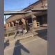 Teacher Being Chased Down And Beaten By Four Middle School Students