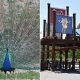 Salt Lake City Zoo Is Sued By Family Who Claims Peacock Attacked Four Children 