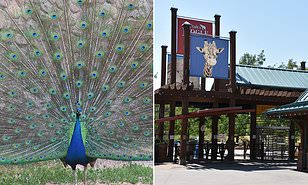 Salt Lake City Zoo Is Sued By Family Who Claims Peacock Attacked Four Children 