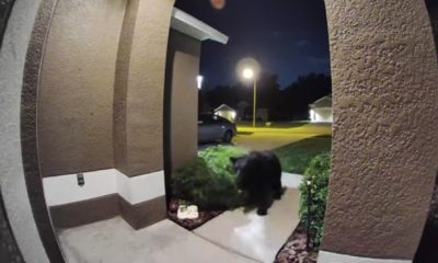 Ring Camera Shows Bear Chasing Couple And Their Dog Into Their Home