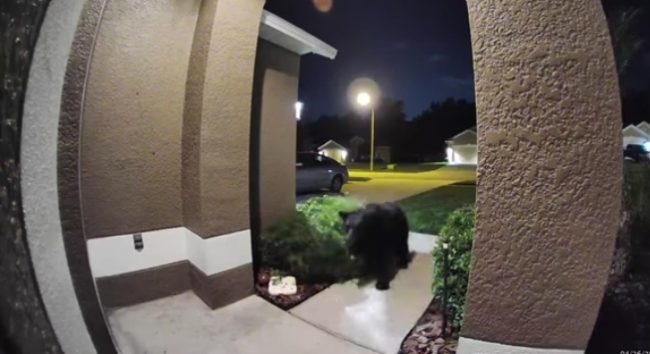 Ring Camera Shows Bear Chasing Couple And Their Dog Into Their Home