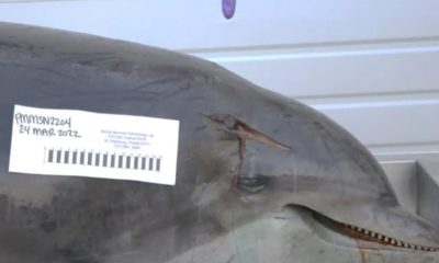 Florida Authorities Launch Investigation After Dolphin Is Found Impaled On Beach