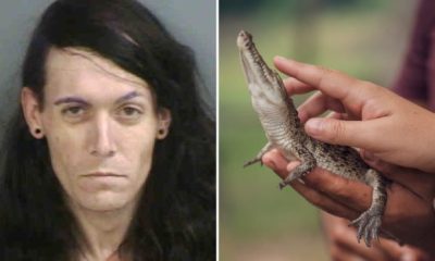 Florida Man Arrested After A Baby Alligator Was Found In His Truck