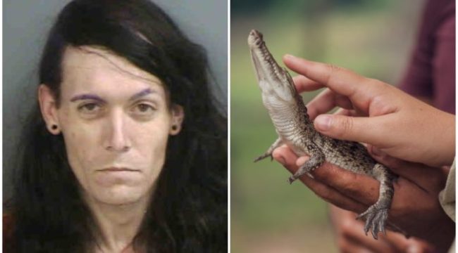 Florida Man Arrested After A Baby Alligator Was Found In His Truck