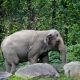 Asian Elephant Named 'Happy' In Legal Battle To Be Treated As A Human