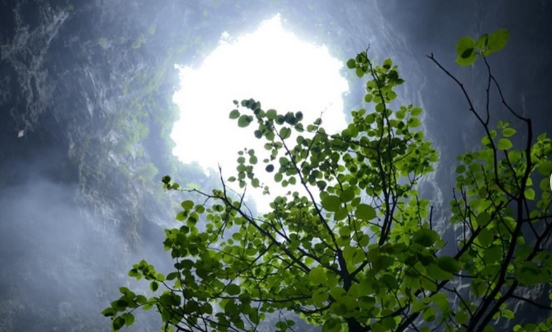 Ancient Forest World Discovered 630 Feet Down Sinkhole In China
