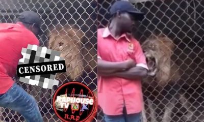 Jamaica Zoo Keeper's Finger Bitten Off By Lion In Show Off Gone Wrong