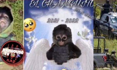 Spider Monkey In Bulletproof Vest Dies During Shootout Between Police & La Familia Michoacána Cartel