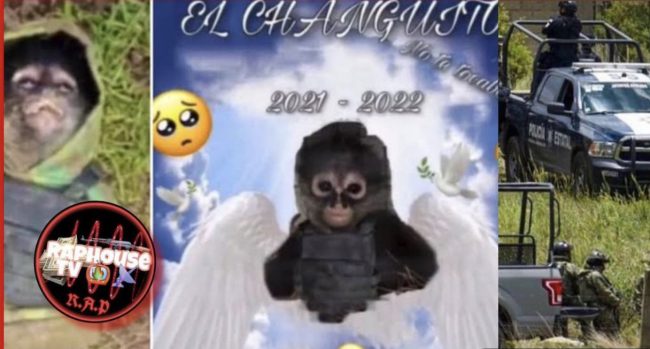 Spider Monkey In Bulletproof Vest Dies During Shootout Between Police & La Familia Michoacána Cartel