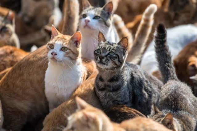 20 Pet Cats Feed On Owner After She Collapsed Dead In Russia 