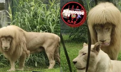 Zookeepers Allegedly 'Botched' Lion's Look With New Haircut 