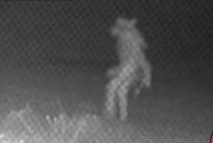Unidentified Scary Creature Creeping Around In Texas Zoo 