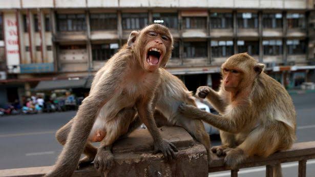 Monkeys Snatch 4-Months-Old Baby From Couple In India & Throw Him Off Of Roof Top