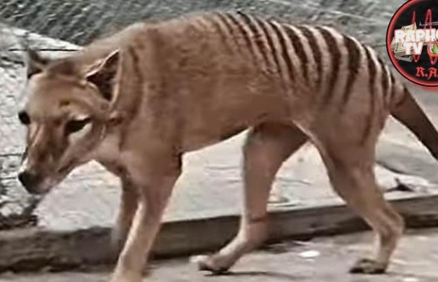 Scientists Plan To Resurrect The Tasmanian Tiger From The Dead 100 Years After It Went Extinct