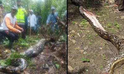 Missing Grandma's Body Found In 22-Foot-Long Python That Swallowed Her Whole