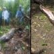 Missing Grandma's Body Found In 22-Foot-Long Python That Swallowed Her Whole
