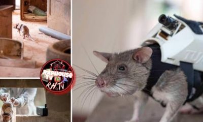 They're Putting High Tech Bookbags On Rats Back So They Can Communicates With Responders