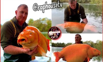 Fisherman Claims It Was 'Sheer Luck' After Catching A 67 Pound Goldfish