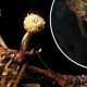 Zombie Fungus From HBO's Series 'Last Of Us' Is A Real Parasite Found In Insects