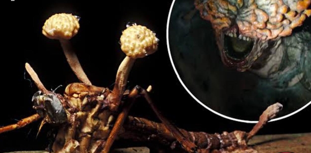 Zombie Fungus From HBO's Series 'Last Of Us' Is A Real Parasite Found In Insects