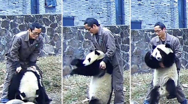 Choking Giant Panda Saved By Breeder Who Performed Heimlich Maneuver