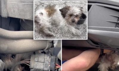 4-Month-Old Dog Survives 30-Mile Ride In A Car Engine