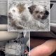 4-Month-Old Dog Survives 30-Mile Ride In A Car Engine