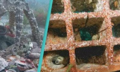 Scientists Have Discovered Two Underwater Cities Built By Octopuses