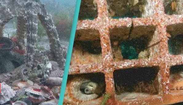 Scientists Have Discovered Two Underwater Cities Built By Octopuses