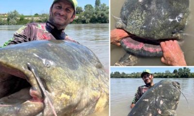 Fisherman Goes Viral After Catching A 9-Foot-Long Catfish In Italy