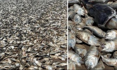 Thousands Of Dead Fish Washed Up On A Beach On Texas Gulf Coast