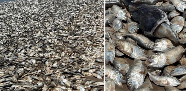 Thousands Of Dead Fish Washed Up On A Beach On Texas Gulf Coast