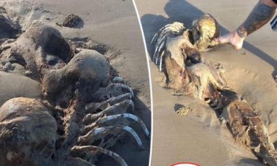 Mystery Creature Resembling A Mermaid Washed Ashore On A Australian Beach