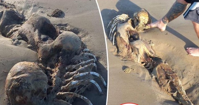 Mystery Creature Resembling A Mermaid Washed Ashore On A Australian Beach