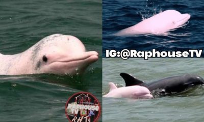 A Rare Pink Dolphin Spotted Off The Coast Of Louisiana