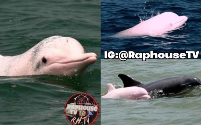 A Rare Pink Dolphin Spotted Off The Coast Of Louisiana