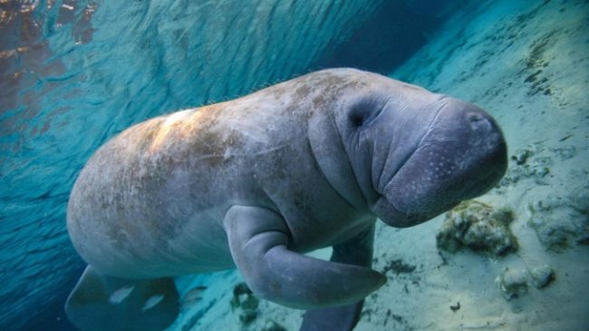 Manatee Dies After Sexual Intercourse With His Brother, Suffered A 14.5CM Long Tear Inside The Colon