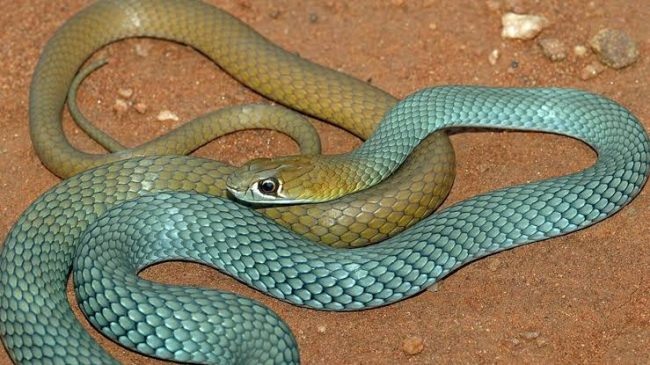 New species Of Venomous Snake Discovered In Australia Known As The 'Desert Whip Snake'