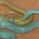 New species Of Venomous Snake Discovered In Australia Known As The 'Desert Whip Snake'