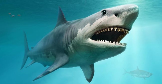 Researchers Suggest Sharks In Florida Could Be Consuming Bales Of Cocaine, Making Them Extremely Aggressive
