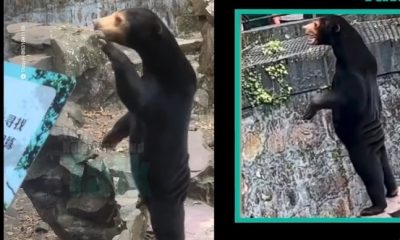 Bears In Chinese Zoo Stand On Their Hind Legs & Wave To People