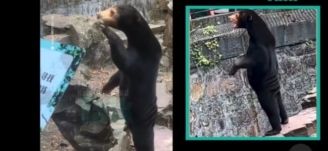 Bears In Chinese Zoo Stand On Their Hind Legs & Wave To People