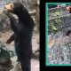 Bears In Chinese Zoo Stand On Their Hind Legs & Wave To People
