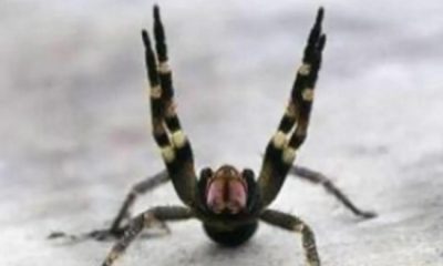 Brazilian Spider That Causes Painful Long Lasting Erection