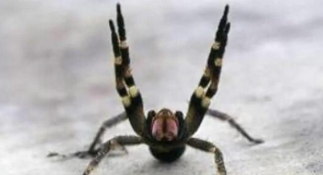 Brazilian Spider That Causes Painful Long Lasting Erection